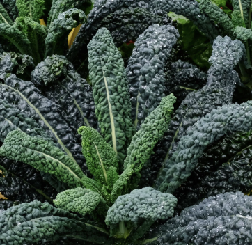 Kale Dino  (kg) [archived]