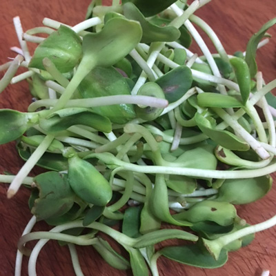Sprouts sunflower/Brotes girasol (Units)